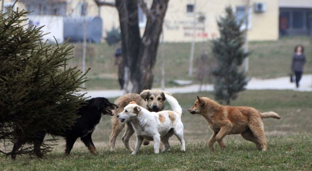 SOKAK KÖPEKLERİNİN BARINAKLARA YERLEŞTİRİLMESİ BAŞLADI