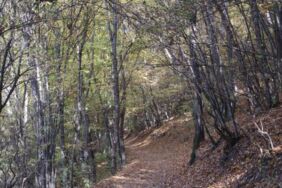 hava-gınesli
