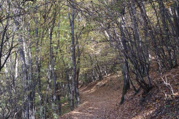 hava-gınesli